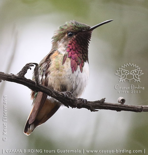 Wine-throated Hummingbird