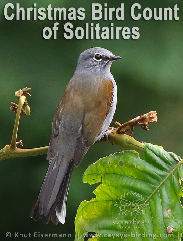 Christmas Bird Count of Solitaires