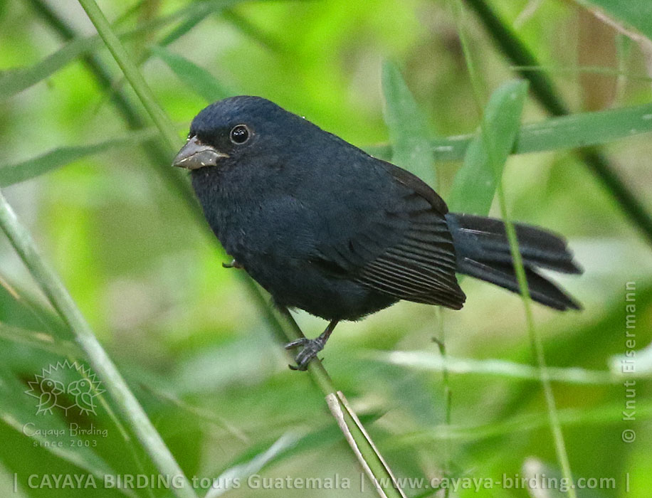 Blue Seedeater