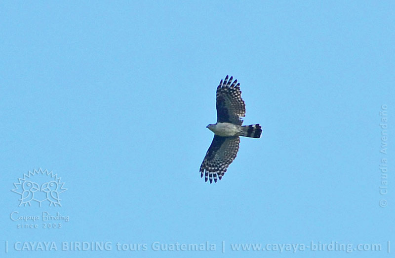 Gray-headed Kite