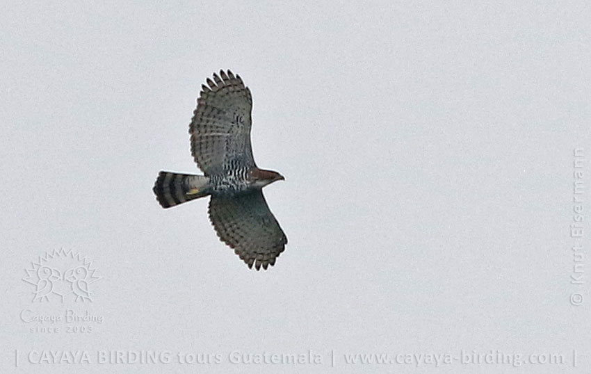 Ornate Hawk-Eagle