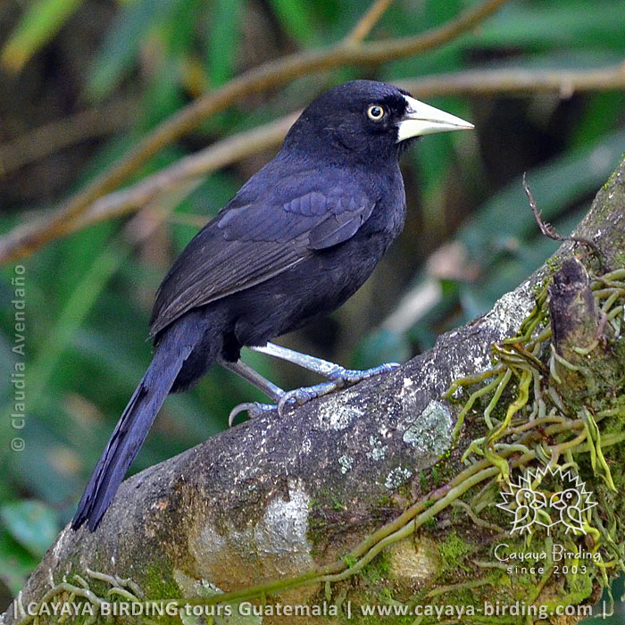 Yellow-billed Cacique