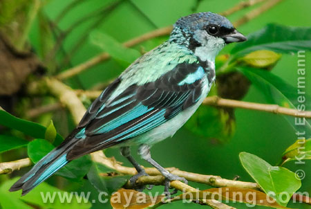 Azure-rumped Tanager