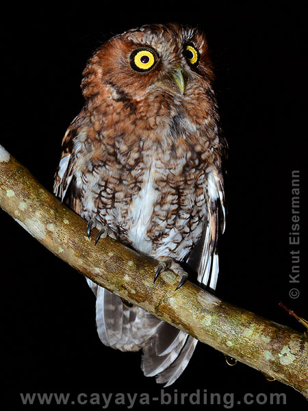 Bearded Screech Owl