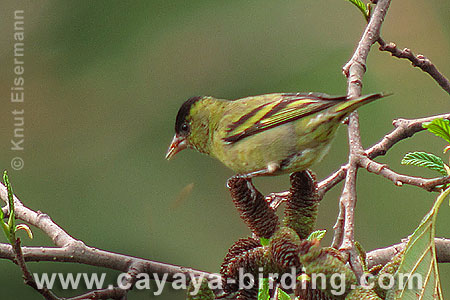 Black-capped Siskin