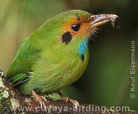 Blue-throated Motmot