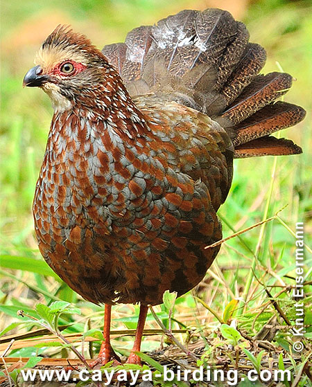 Buffy-crowned Wood-Partridge