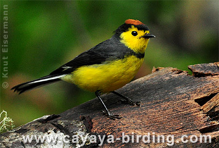 Collared Redstart