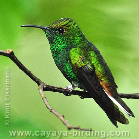 Coppery-headed Emerald