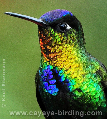 Fiery-throated Hummingbird