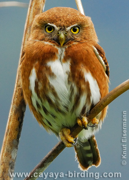 Guatemalan Pygmy Owl