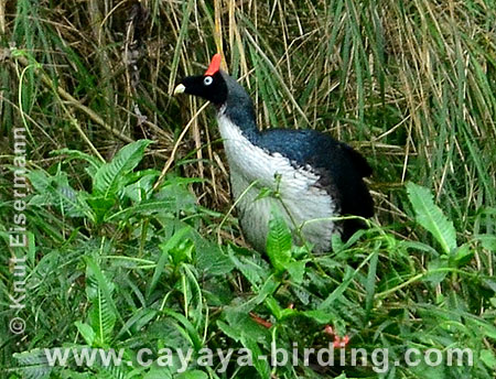 Horned Guan