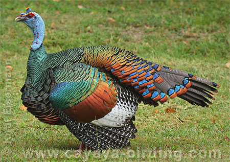 Ocellated Turkey