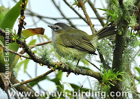 Guatemalan Tyrannulet