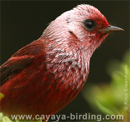 Pink-headed Warbler