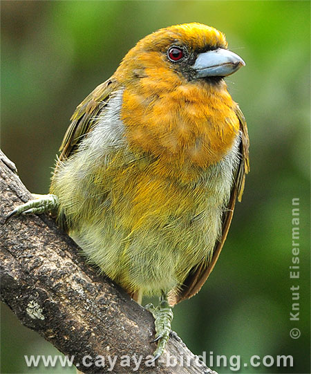 Prong-billed Barbet