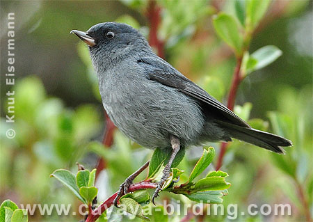 Slaty Flowerpiercer