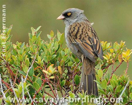 Volcano Junco