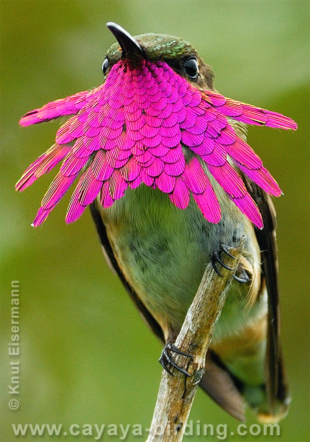 Wine-throated Hummingbird