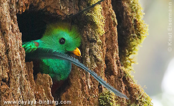 Resplendent Quetzal