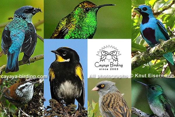 Range-restricted birds of Central America