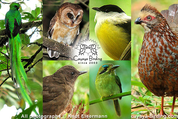 Wide-ranging endemics of Central America and southern Mexico