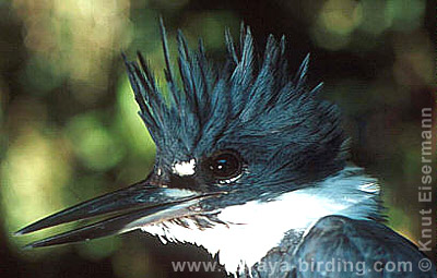 Belted Kingfisher