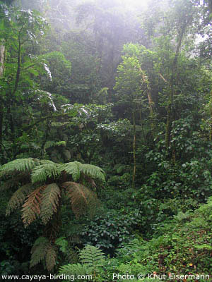 Cloud forest