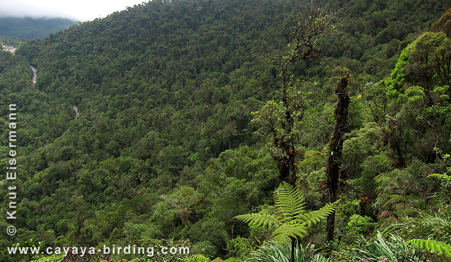 Cloudforest at Biotopo del Quetzal, Guatemala