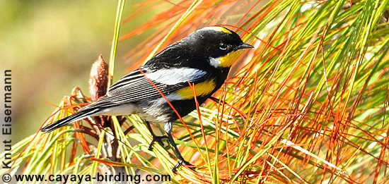 Goldman's Warbler Setophaga goldmani (Dendroica goldmani)