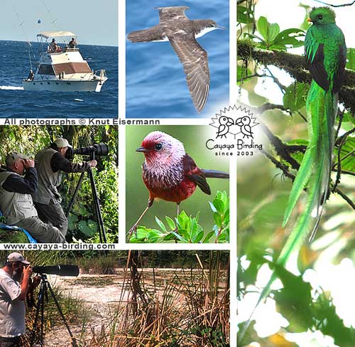 Cayaya Birding customized trips in Guatemala