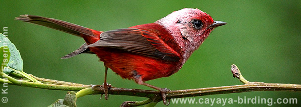 Pink-headed Warbler, CAYAYA BIRDING day trips from Antigua Guatemala and Guatemala City
