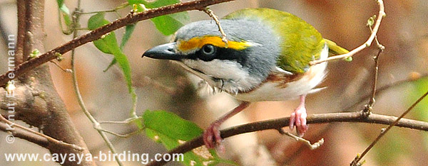 Chestnut-sided Shrike-Vireo