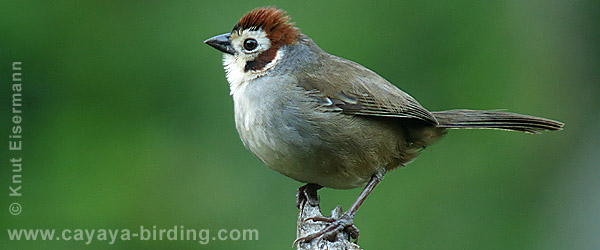Prevost's Ground-Sparrow