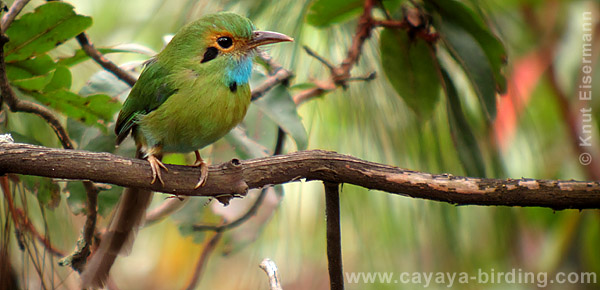 Blue-throated Motmot
