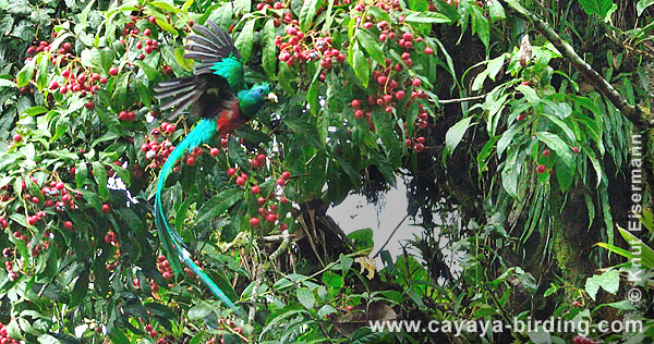 Resplendent Quetzal