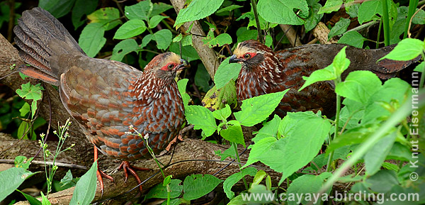Buffy-crowned Wood-Partridge