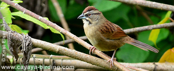 Rusty Sparrow