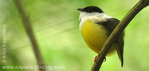 White-collared Manakin, CAYAYA BIRDING day trips to Tikal and Yaxhá