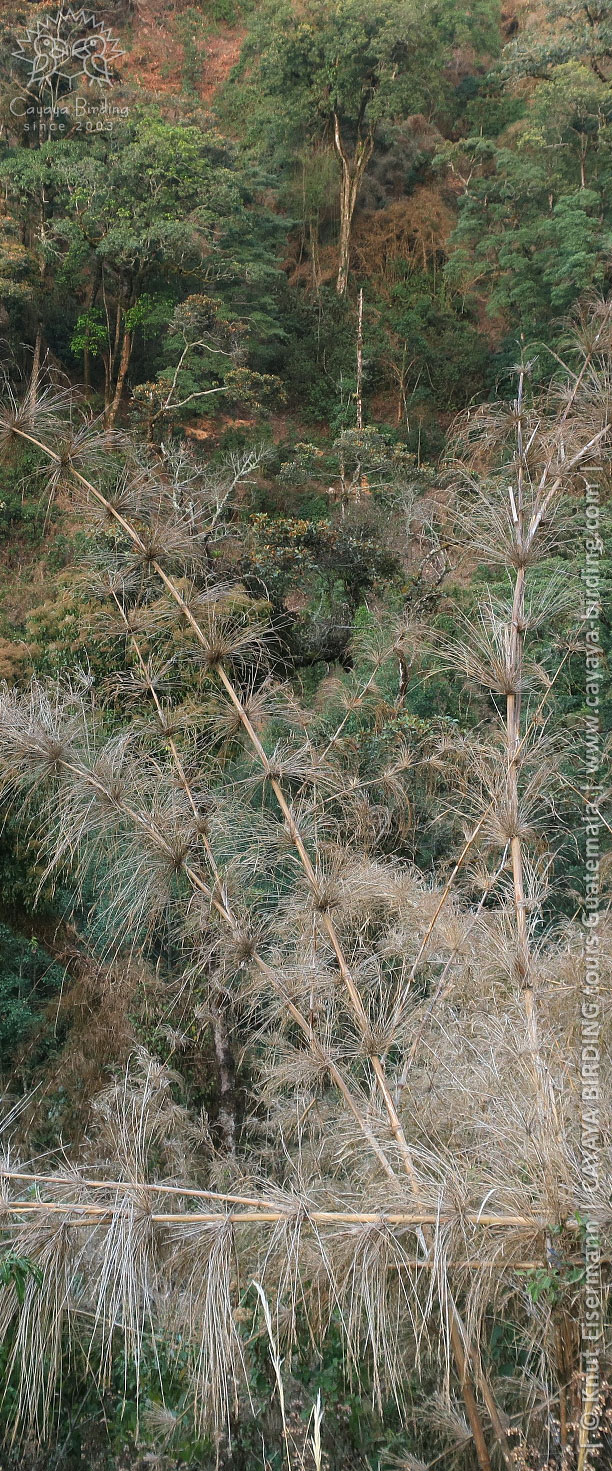 Dying Chusquea bamboo in the highlands of Guatemala.