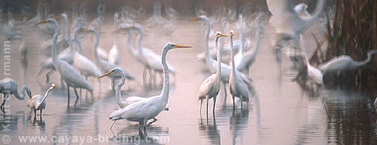 Great Egret