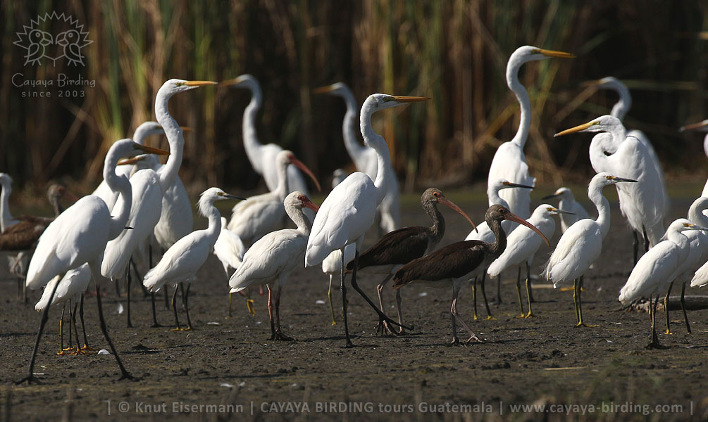 Egrets and ibises, CAYAYA BIRDING relaxed Volcano - Mangrove - Birding - Tour in Guatemala
