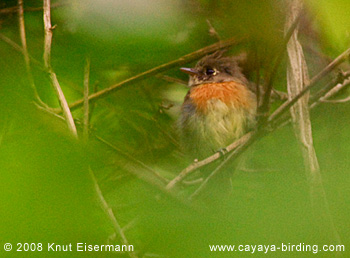 Belted Flycatcher