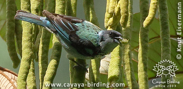 Azure-rumped Tanager