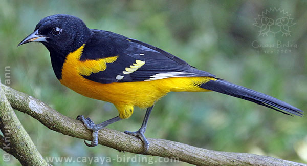 Bar-winged Oriole