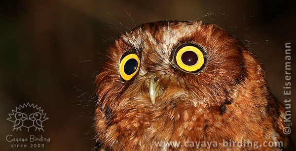 Bearded Screech-Owl