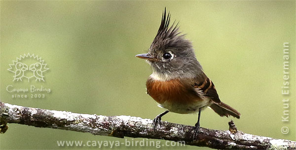 Belted Flycatcher