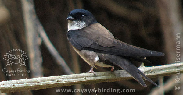 Black-capped Swallow