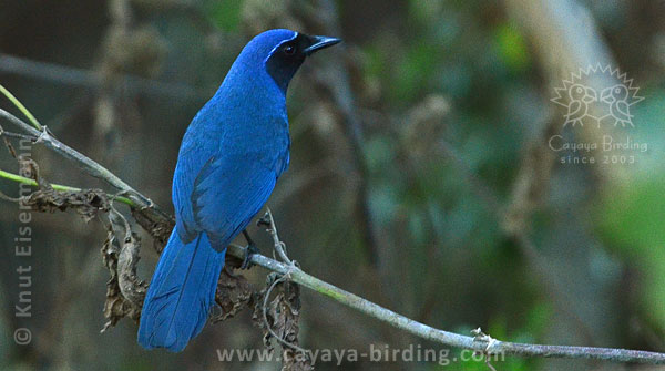 Black-throated Jay