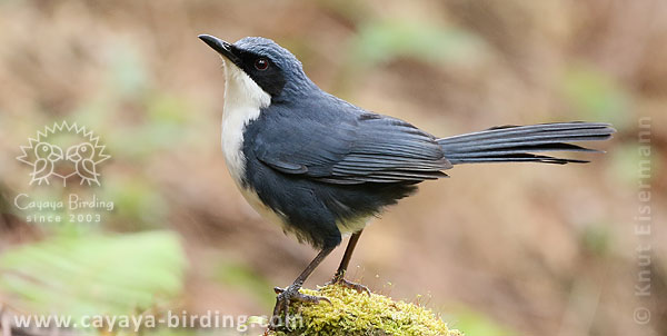 Blue-and-white Mockingbird